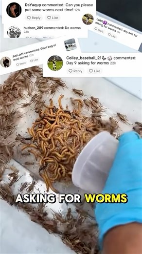 Chumming Everyday on Instagram: "CAN YOU GUESS HOW MANY? day 21 of Chumming my backyard until it’s my own personal seaquarium #fyp #fishing #chumming #chum #backyard #hunting #trilene #knot #fish #tarpon #snapper #shrimp #bait #snook #mullet #water #saltlife #fishermanlife"