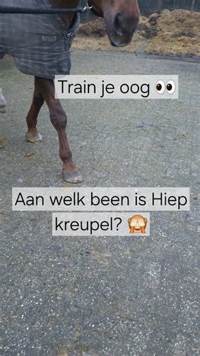 Zadelservice Kris | 𝗢𝗽 𝘄𝗲𝗹𝗸 𝗯𝗲𝗲𝗻 𝗶𝘀 𝗛𝗶𝗲𝗽 𝗸𝗿𝗲𝘂𝗽𝗲𝗹? Een lastige vandaag… je moet écht goed kijken 😅 Vanmorgen haalde ik Hiep uit zijn stal en hij liep duidelijk... | Instagram
