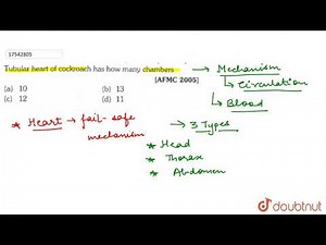 Tubular heart of cockroach has how many chambers.