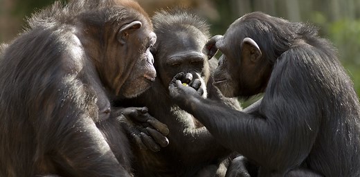Why apes can’t talk: our study suggests they’ve got the voice but not the brains
