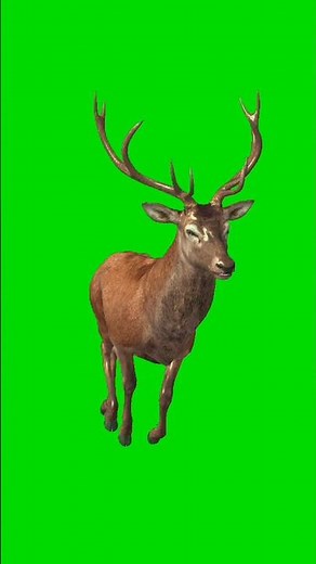 Deer Running Green Screen Video #animation #chromakey #greenscreen #deergreenscreen
