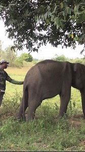 572K views · 10K reactions | Elephant’s Mouth Shattered by a Jaw...