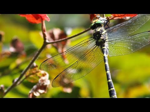 How to attract dragonflies to your garden in just 3 minutes