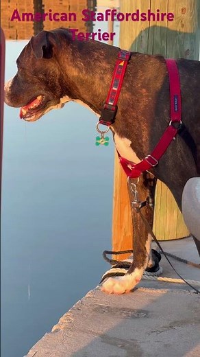 Very Cute Dog American Staffordshire Terrier