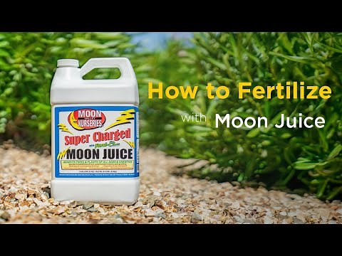How To Fertilize: Super Charged Moon Juice