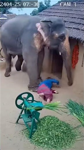 CCTV Footage: Angry Elephant Kicks Indian Woman Starting Generator”