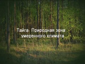 Тайга Природная зона умеренного климата