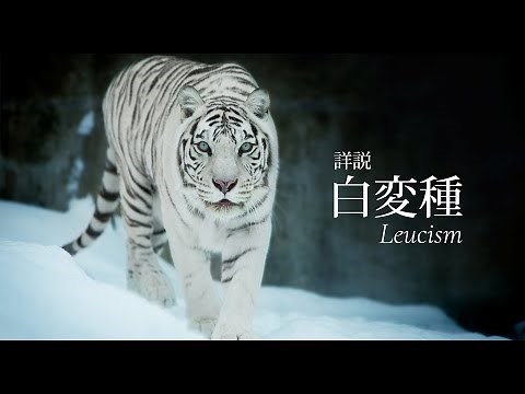 ホワイトタイガーはなぜ白いのか【解説】