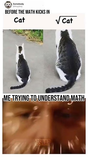 “When math goes too far 🐱➗😂” #shorts