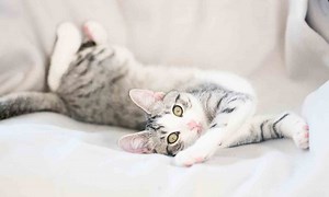 Cat Body Language: An Expert Guide to Understanding Your Cat | Chewy