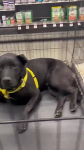 KEVIN, MISS ANGEL, CALLIE, MAPLE and ROCKY are all at Petco in Lee's Summit wanting to meet you!! Stop on by and say HI! We are here until 2pm today!! :) furrykidsrefuge.org | Furry Kids Refuge
