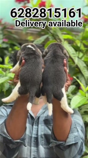 low price dog in Kerala 2026|beagle puppies for sale in kerala cheap price|#beagle #puppy #sale