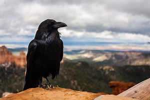 The Raven – עֹרֵב (orev); κόραξ (korax) - The God Who Speaks