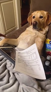 My dog definitely needs a job! #dog #relatable #labrador #Magnus#funnydog #dogsoffacebook #dogsofinstagram | Magnus The Therapy Dog