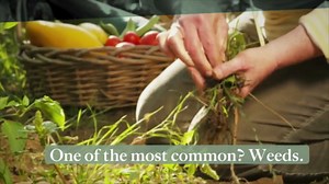 12 Plants That Will Keep Weeds Out of Your Garden Once and for All