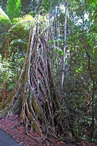 Strangler Figs: When Hugging Becomes Too Much
