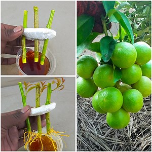100K views · 1K reactions | How to quickly grow lemon tree cuttings by soaking them in water | Ashik Muztaba | Facebook