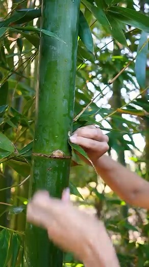 3.2K views · 93 reactions | Lifesaving Water Hack using BAMBOO! 勞 #survival #bushcraft #bamboo Did you know you can extract clean water from bamboo in a survival situation?  In this video, I show you a quick and easy method to tap into bamboo for fresh drinking water. This simple survival trick could save your life in the wild! Perfect for bushcraft enthusiasts, campers, or anyone who loves outdoor adventures. | Minsi Outdoors | Facebook