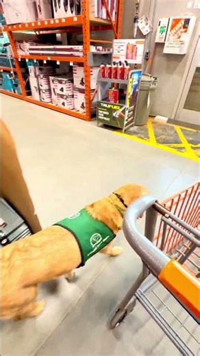 Puppy Is Training To Navigate The Store