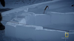 11K views · 375 reactions | Glenn begins to build an igloo to protect him from the weather during caribou hunts. | National Geographic Animals | Facebook