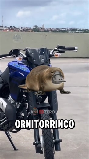 The funniest nicknames for motorcycles