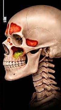 Anatomy of your sinuses