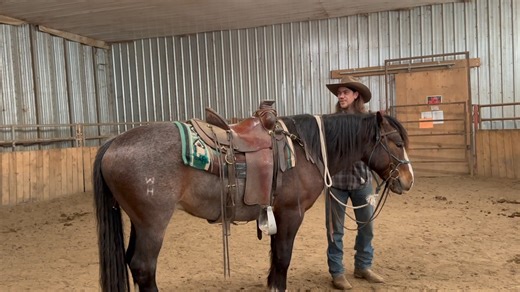 Alberta Wild Horse Trainers Challenge Ep. 4 Hapaco is making steady progress. His scared reactions are getting smaller and smaller. He is very relaxed and calm to be around and I think that is the personality that is going to shine through long term. I am the last person to blame insecurities on a horses past. There are so many unknowns, and we as people can have a tendancy to blame things on abuse or issues caused by people. But i believe there is very few times where abuse is the case. I am gi