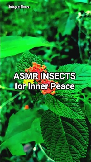 🌿 ASMR Insects & Soft Wind | Nature Sounds for Inner Peace & Relaxation #Shorts short