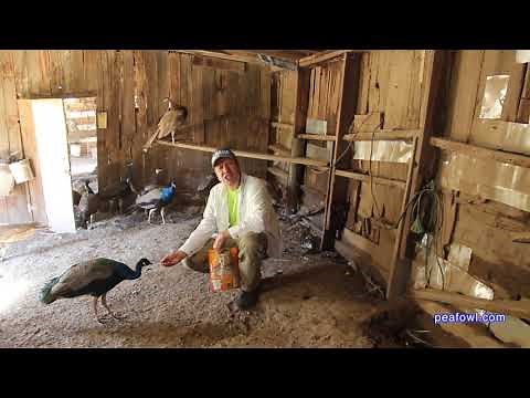 Help, my peacocks are attacking me, Peacock Minute, peafowl.com