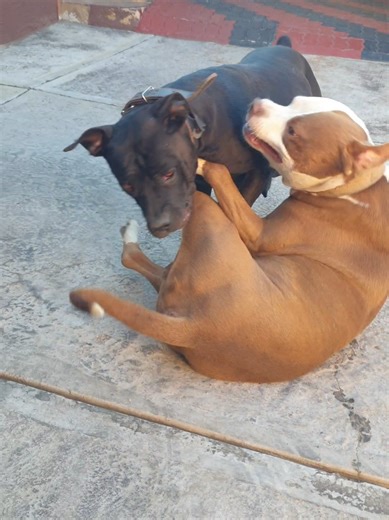 Mastiff vs Pitbull: Playtime Dominance