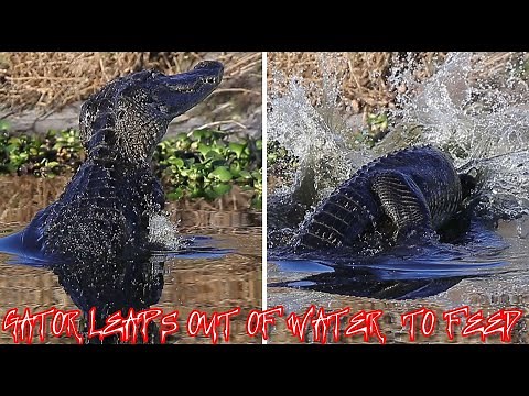 ALLIGATOR LEAPS OUT OF WATER TRYING TO GET A FISH