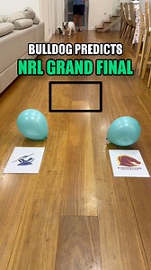 1.1M views · 10K reactions | GNOCCHI THE BULLDOG PREDICTS THE NRL GRAND FINAL WINNER ✅ | The Cast Patrol | Facebook