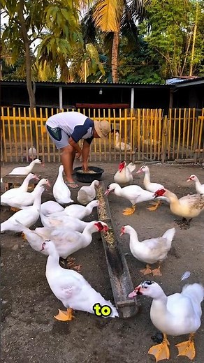 How This Farmer Makes FREE Duck Feed Using Spoiled Eggs! 🦆
