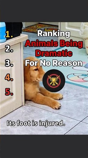 Ranking Animals Being Dramatic For No Reason 😭 #ranking #shorts #best