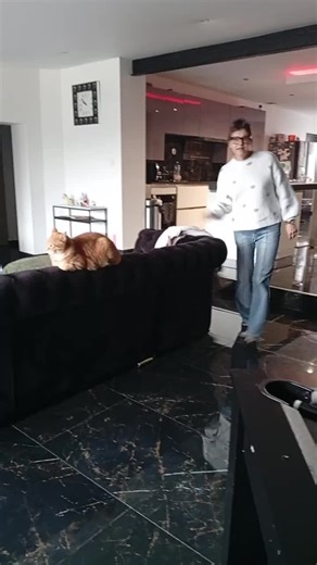 Imperturbable Tigrou: The Calm Cat Experience