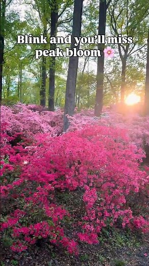 Brighton Dam’s Azalea Gardens