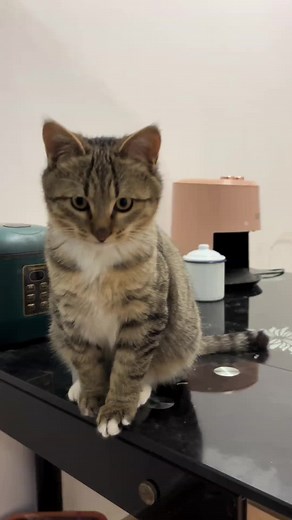 Cute Cat Meowing and Coughing Sounds Compilation