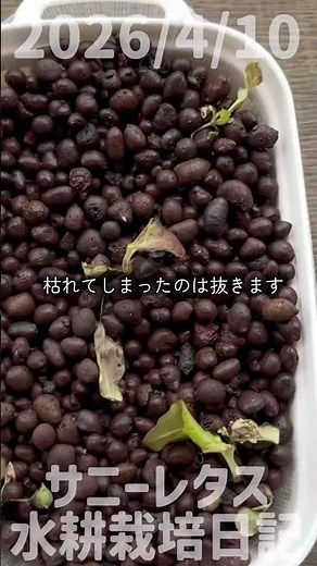 2026/4/10 Sunny Lettuce Hydroponics Diary #hydroponics #balconygardening #homegardening #nekotanu...