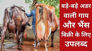 220K views · 10K reactions | Top Class Cross Breed cows and Buffaloes available all time. Supply all over India. Bhavika Dairy | Sansaniwal Dairy Farm | Facebook