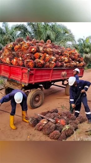 How to control major pests in oil palm farming. #oilpalmfarming #pests #agriculture #palmtrees #oilpalmseedlings #oilpalmplantation # | FarmFex Hybrid Agro Resources