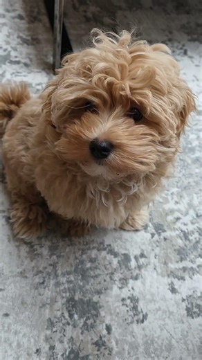 Alfie my maltipoo is going to the groomers for the first time