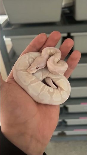 How CUTE is this baby Ball Python!?