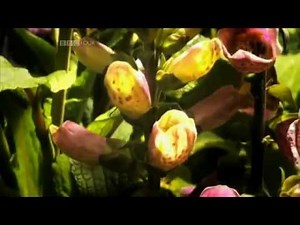 Darwin's Struggle: The Evolution Of The Origin Of Species (BBC)