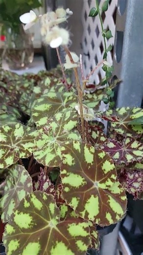 TIGER PAW BEGONIA/BEGONIA BOWERAE/EYELASH BEGONIA