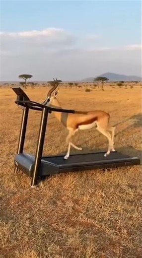 Gazelle's Treadmill Marathon: Wild Meets Tech! #WildFitness #NatureIsWild #SavannaSprint