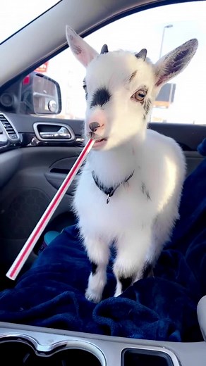 Adorable Baby Goats Compilation