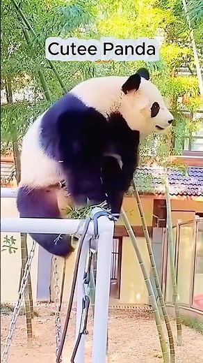 "Cutest Panda Ever 🐼 | Adorable Rolling Panda Moments!"