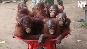 These adorable orangutans are going to school to learn skills they'll need in the wild | NowThis