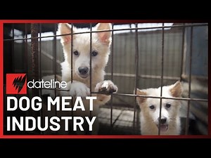 Inside South Korea's dog meat industry | SBS Dateline