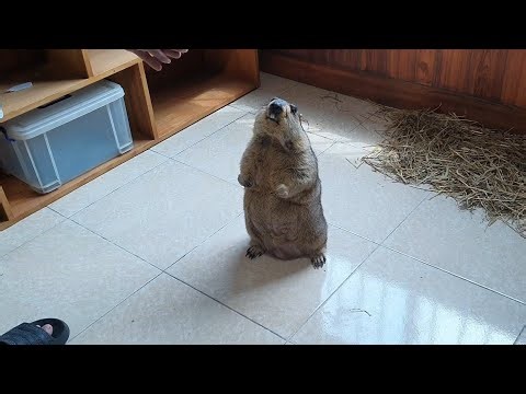 I want the marmot to lie down.